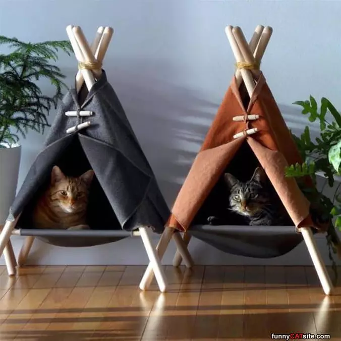 Teepee Cats