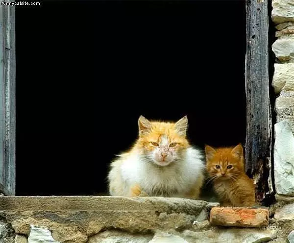 Fuzz Balls