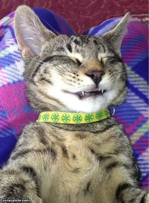 Funny Dream