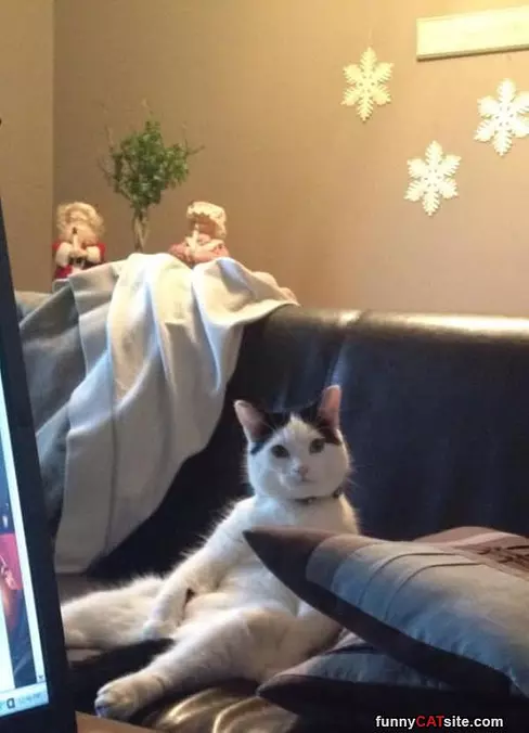 Super Relaxed Cat