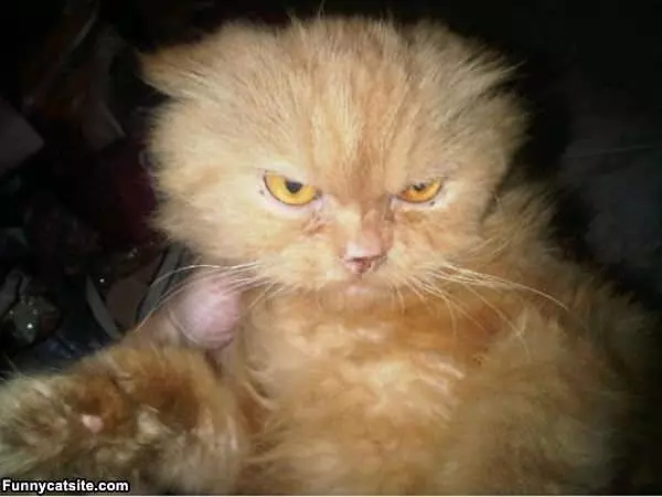 One Mad Cat