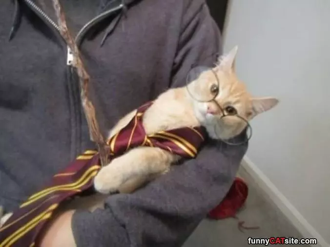 Harry Potter Cat