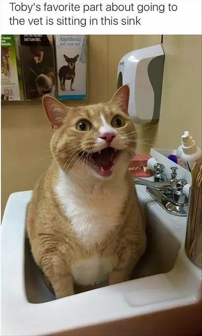 Relaxing In The Sink