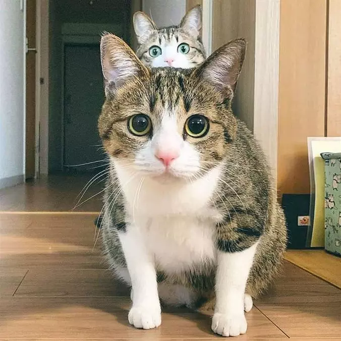 Hop Up Behind
