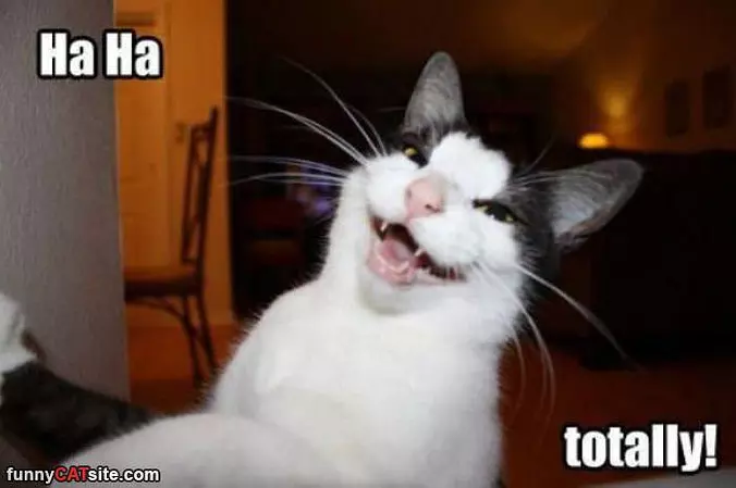 Ha Ha Totally