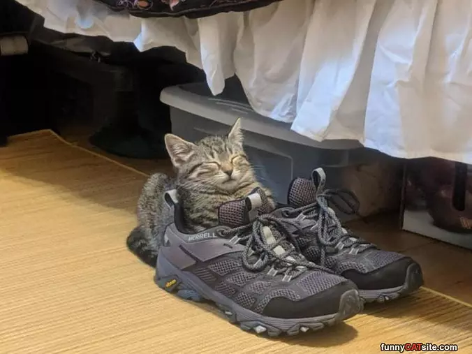 Asleep In A Sneaker