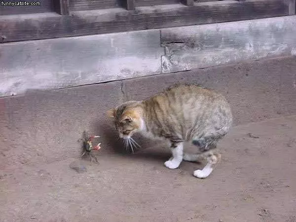 Cat Vs Crab
