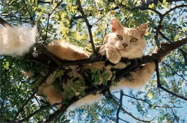 Tree Bed