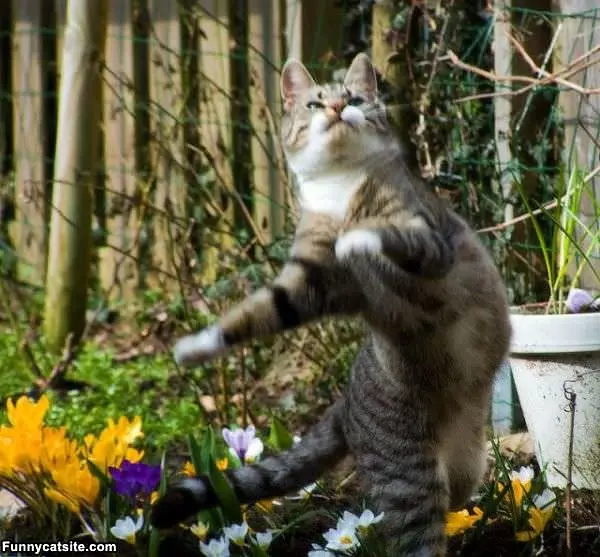 Doing A Little Dance