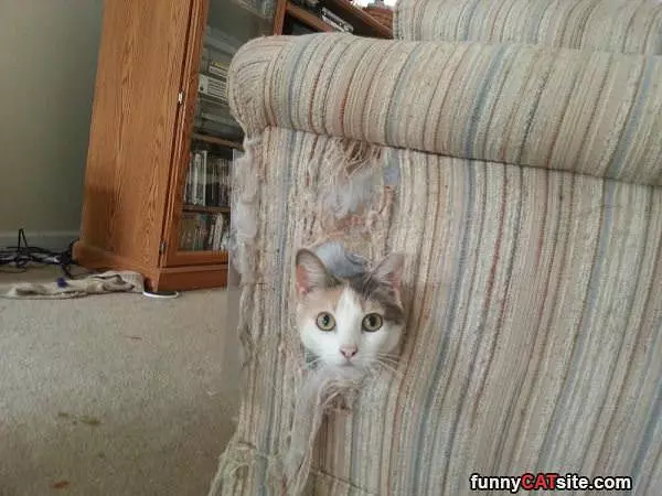 My Couch
