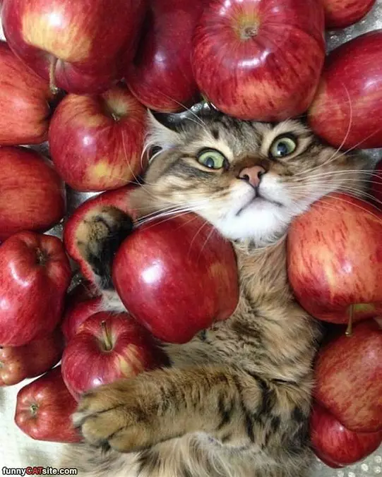 I Love Apples