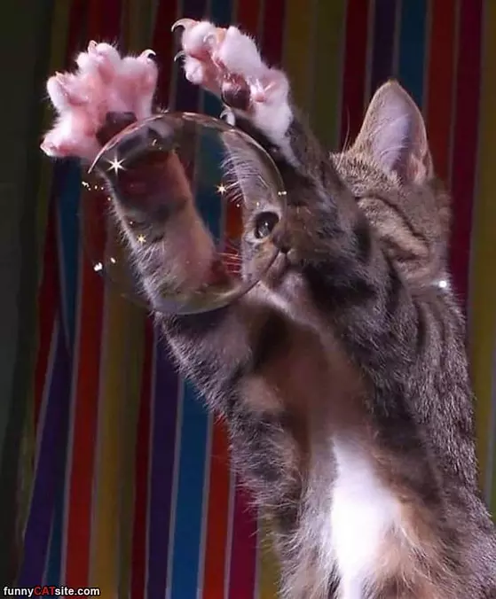 Let Me Get This Bubble