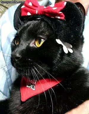 Mickey Cat