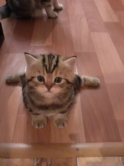 I Am A Small Fluff Ball