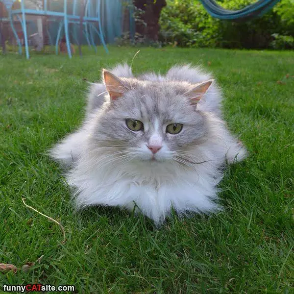 Fluffy Cat