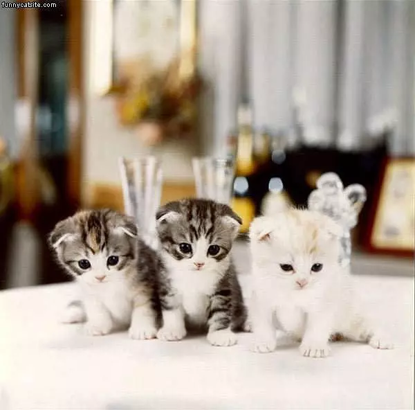 3 Adorable Kittens