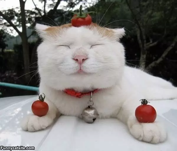 Tomato Cat