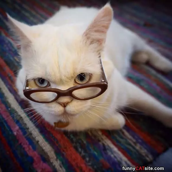 Meooows