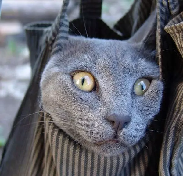 Cat Closeup