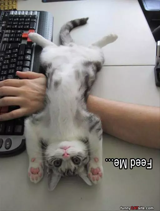 Feeeeeed Me Please