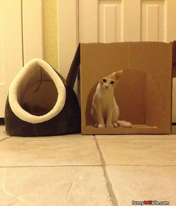 Box Is My Favorite