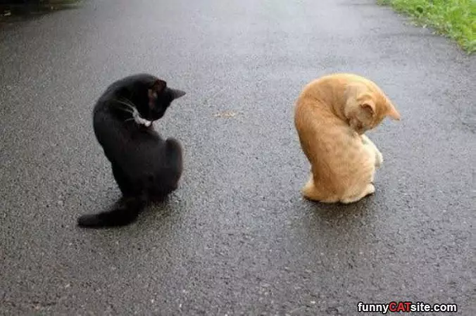 Copy Cats