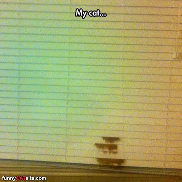 Hanging Out In The Window