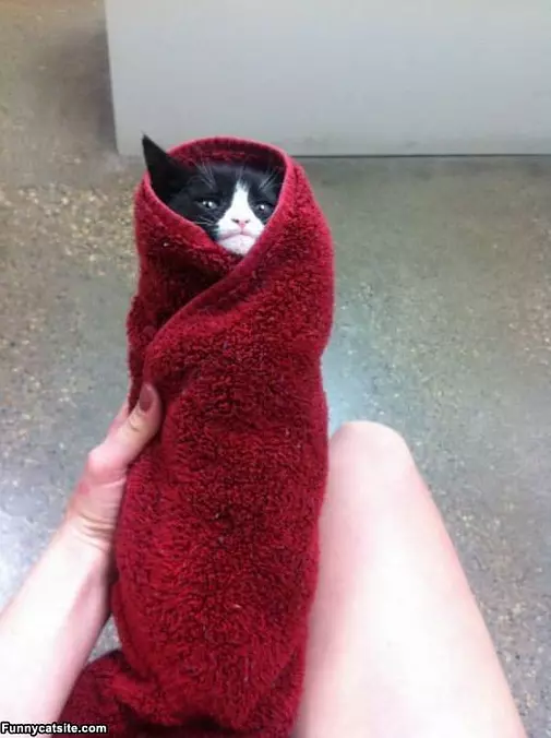 Kitty Burrito