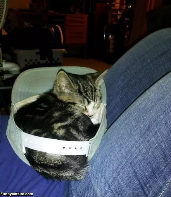 The Cat In The Hat