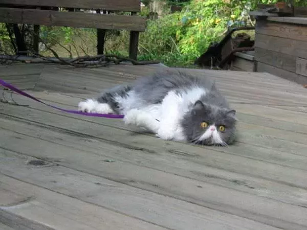 I Hate This Leash