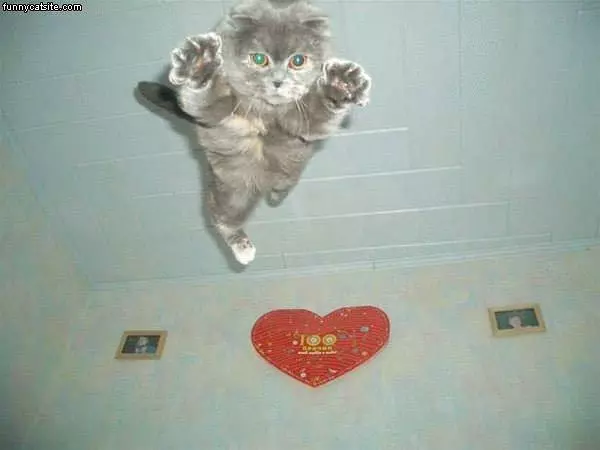 Air Cat