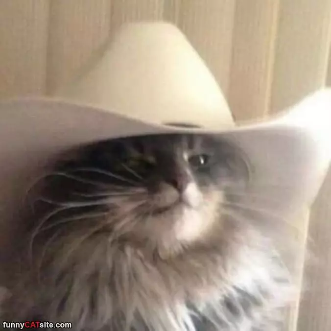 Cowboy Cat
