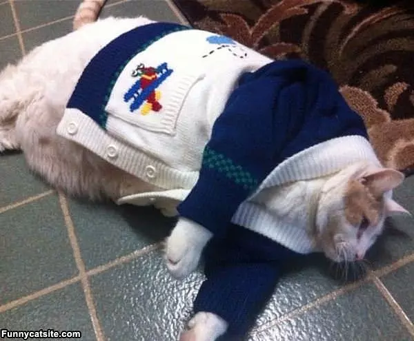 Muffin Cat Is Full