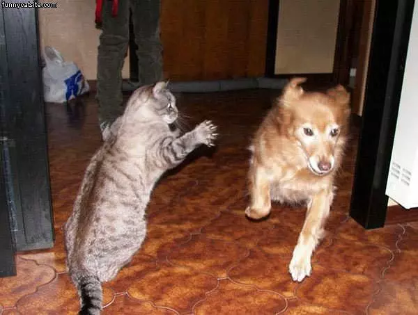 Cat Kicking Dogs Butt