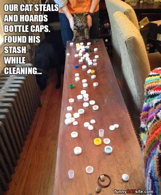 Cat Thief
