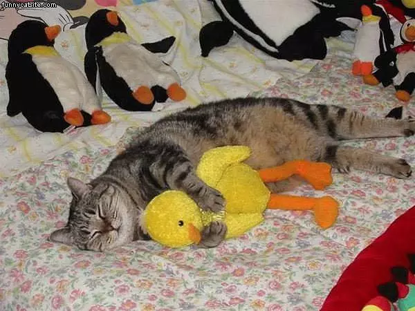 Cat Loves Duck
