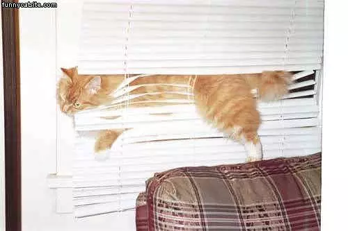 Blinds Cat