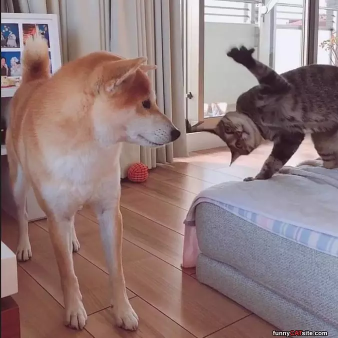 Hit You On The Nose