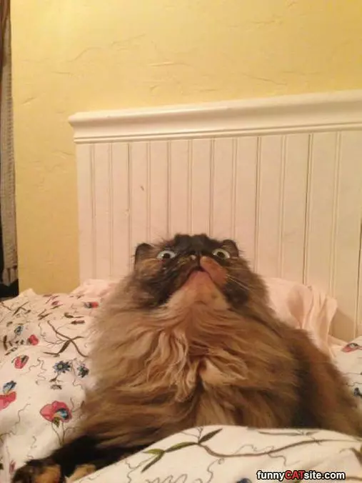 Whaaaaaaaa