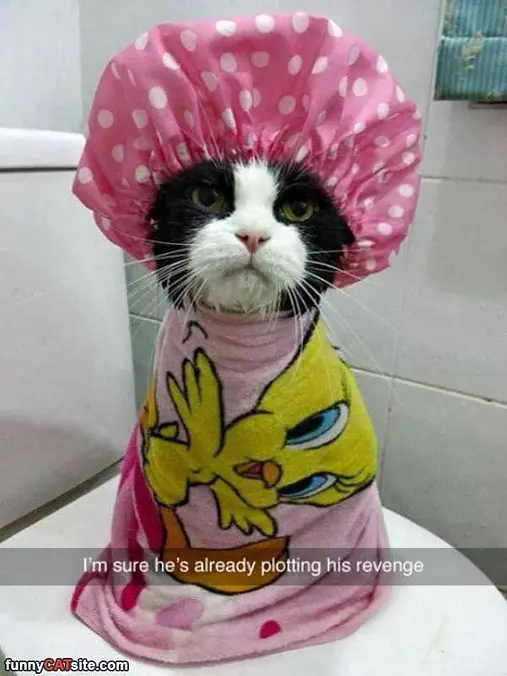 Plotting Revenge