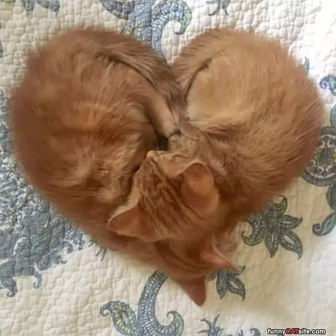 We Made A Heart