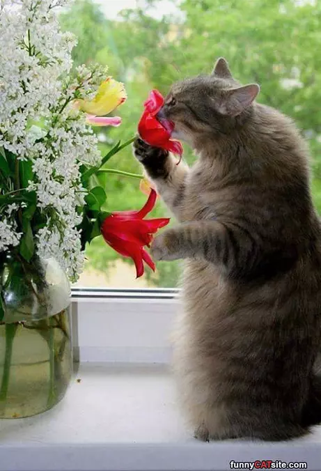 Smell The Roses