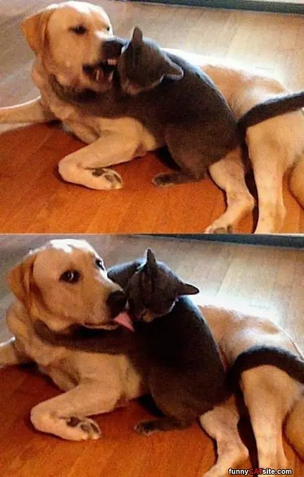 Ok We Griends
