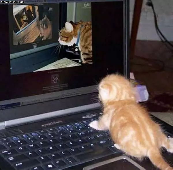 Cats Watchign Cats