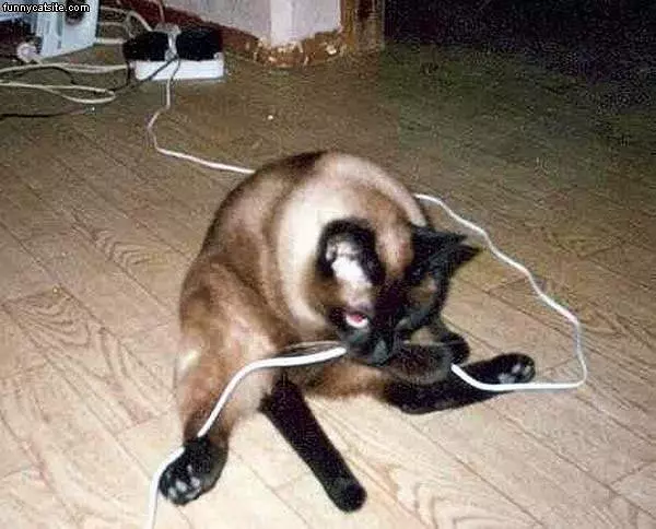 Cord