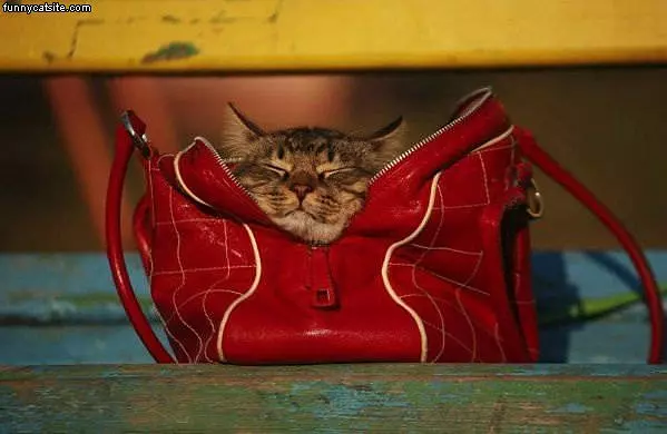 Purse Cat