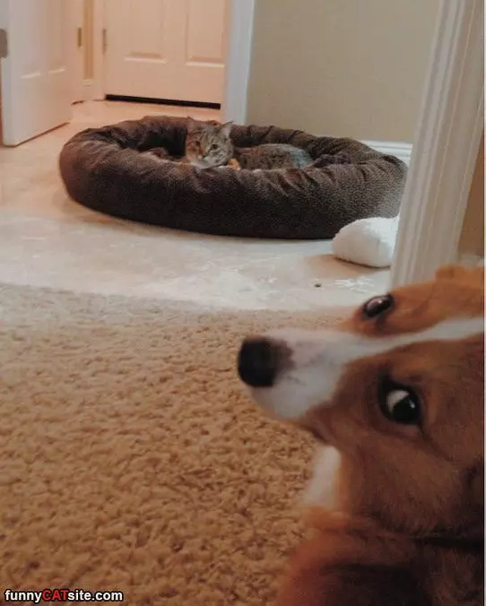 Took Over The Bed