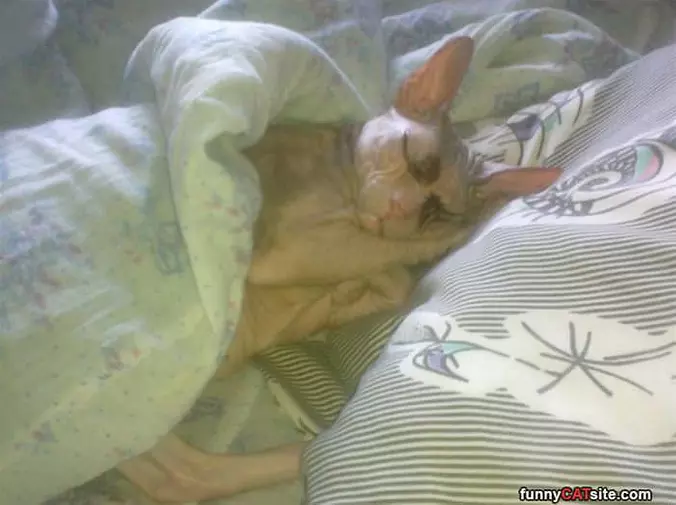 Asleep On The Job