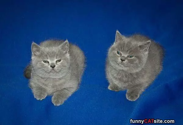 We Is Twins