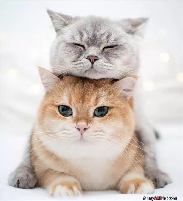 Double Cat